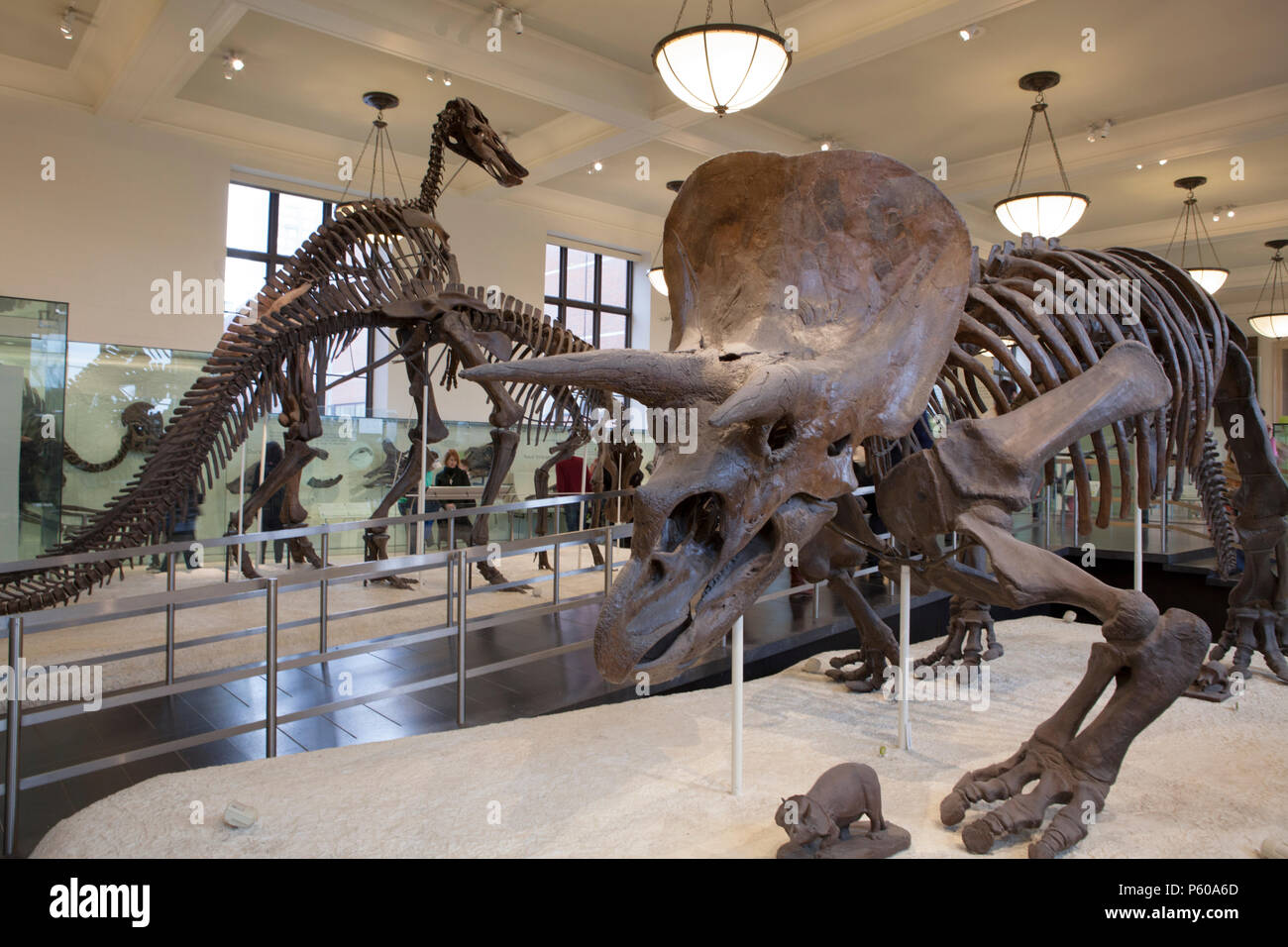 Dinosaur Bones Fossils High Resolution Stock Photography and Images Alamy