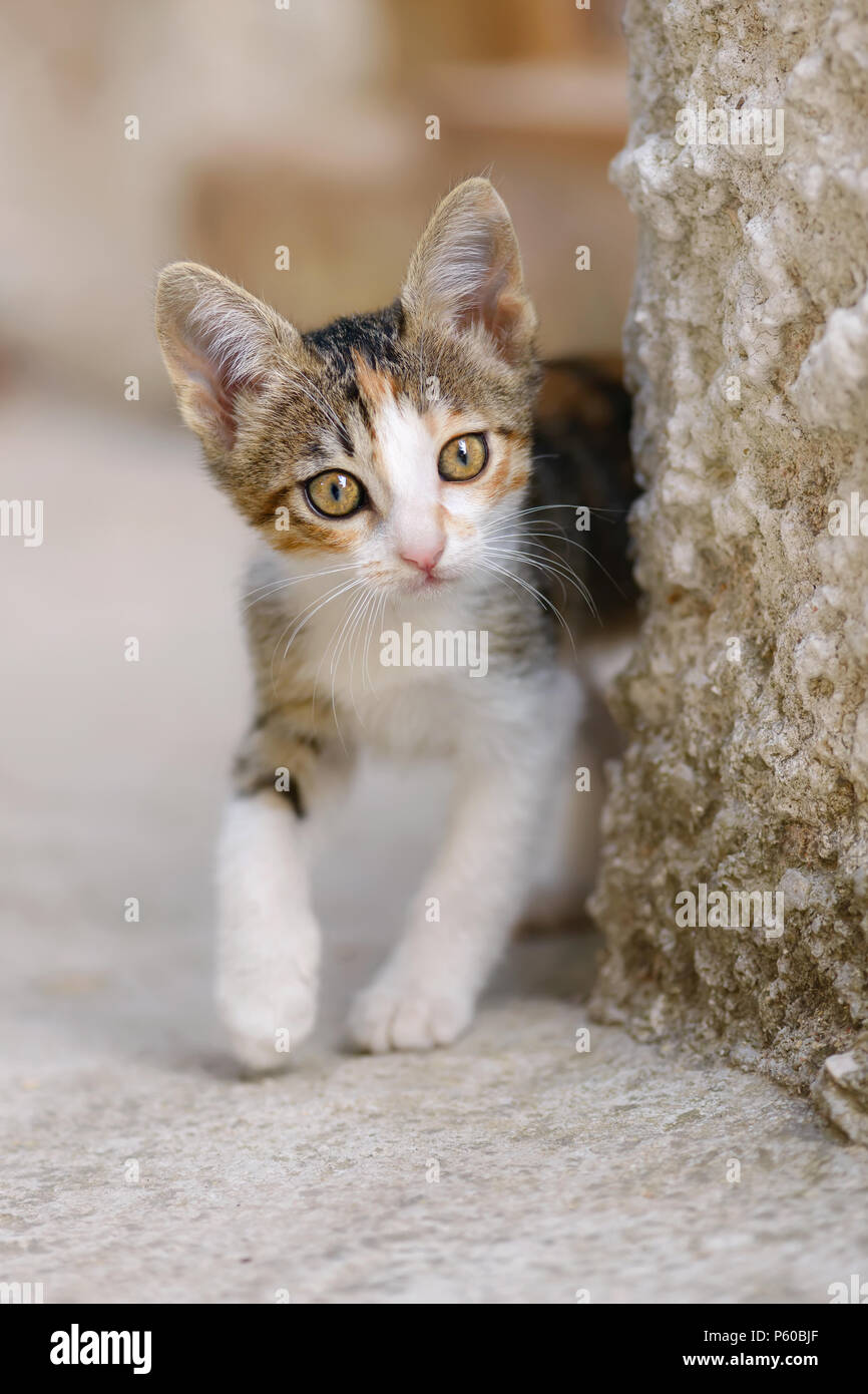 Cute curious cat kitten, calico patched tabby and white fur, explores the outdoors and peering from behind a wall, Greece, Europe Stock Photo