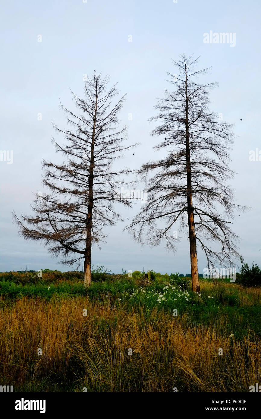 Two old pine trees in a field in the central United States. Stock Photo