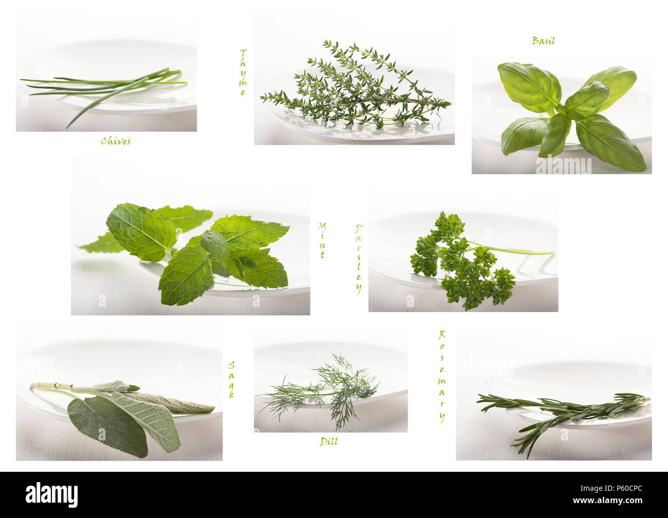Variety, overview  of green common herbs, ingredients for flavour and fragrance while cooking tasty dishes Stock Photo