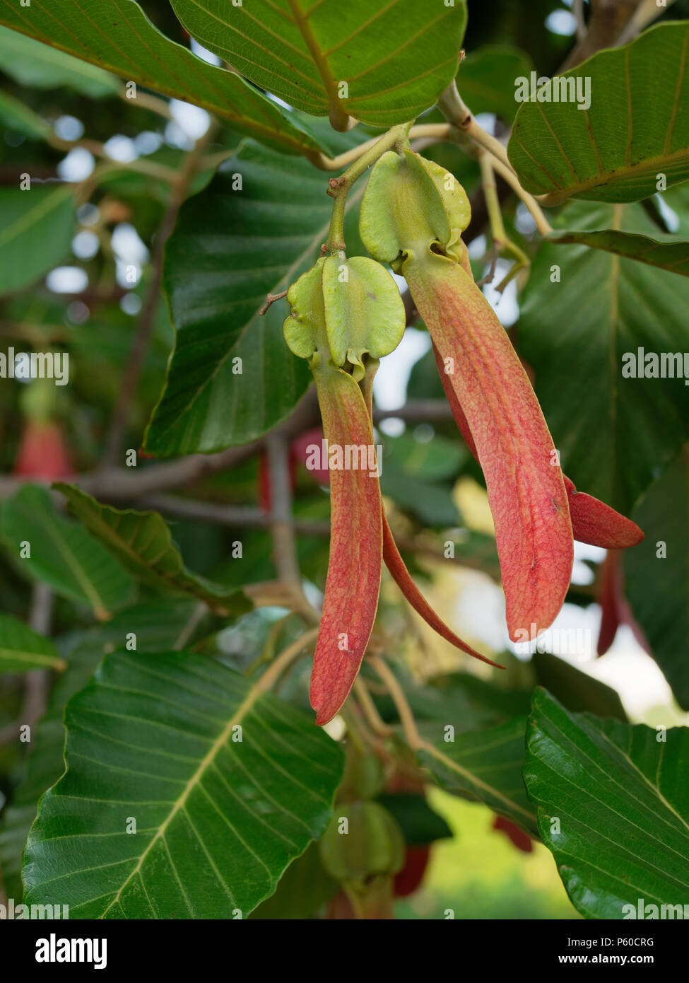 Fresh red rubber or winged seed of dipterocarpus alatus on the tree with green leaves background Stock Photo