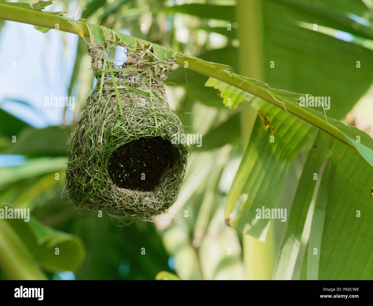 Empty weaver bird nest made by dry grass or straw on banana tree in