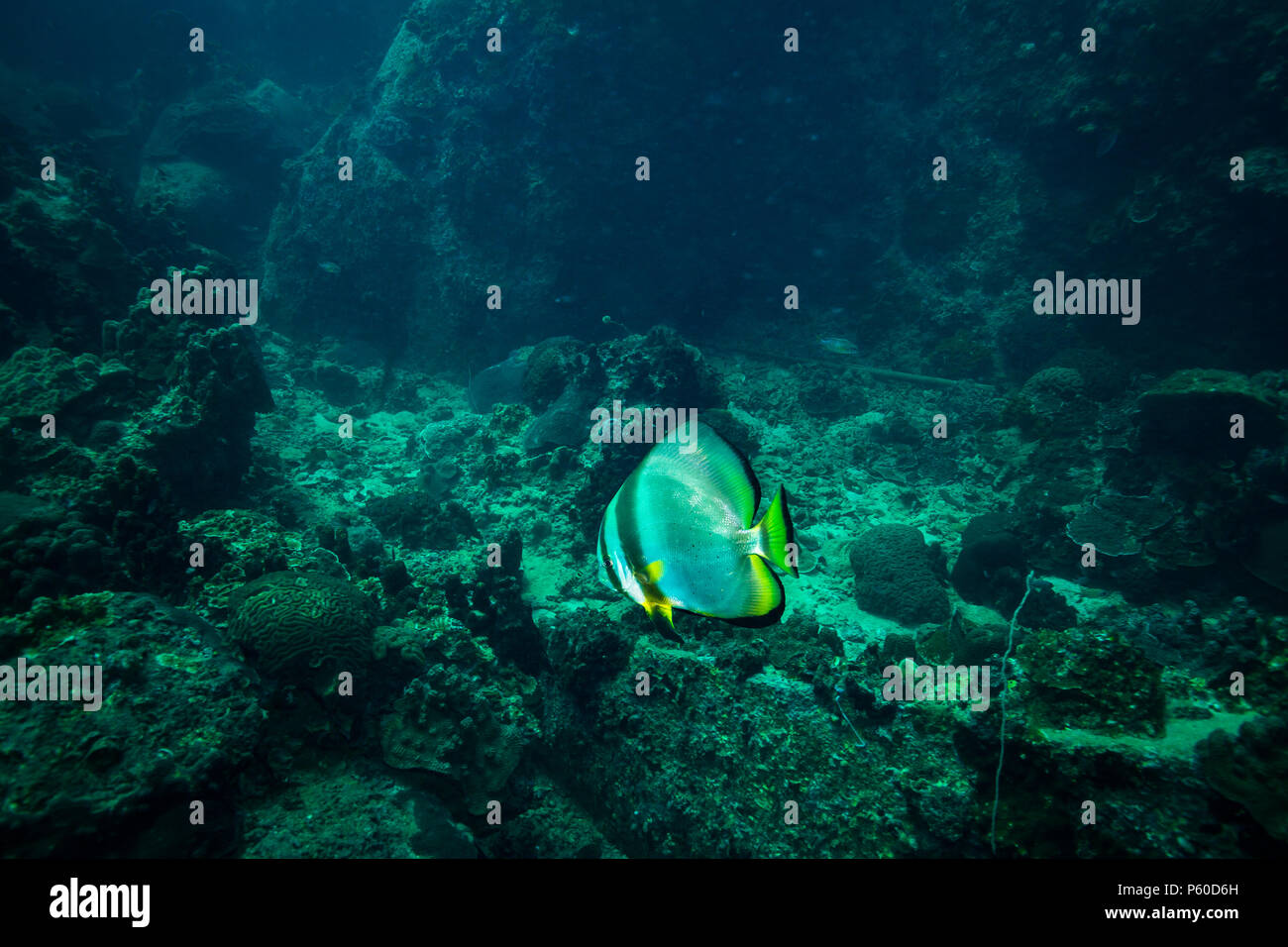 Batfish on coral reef hi-res stock photography and images - Alamy