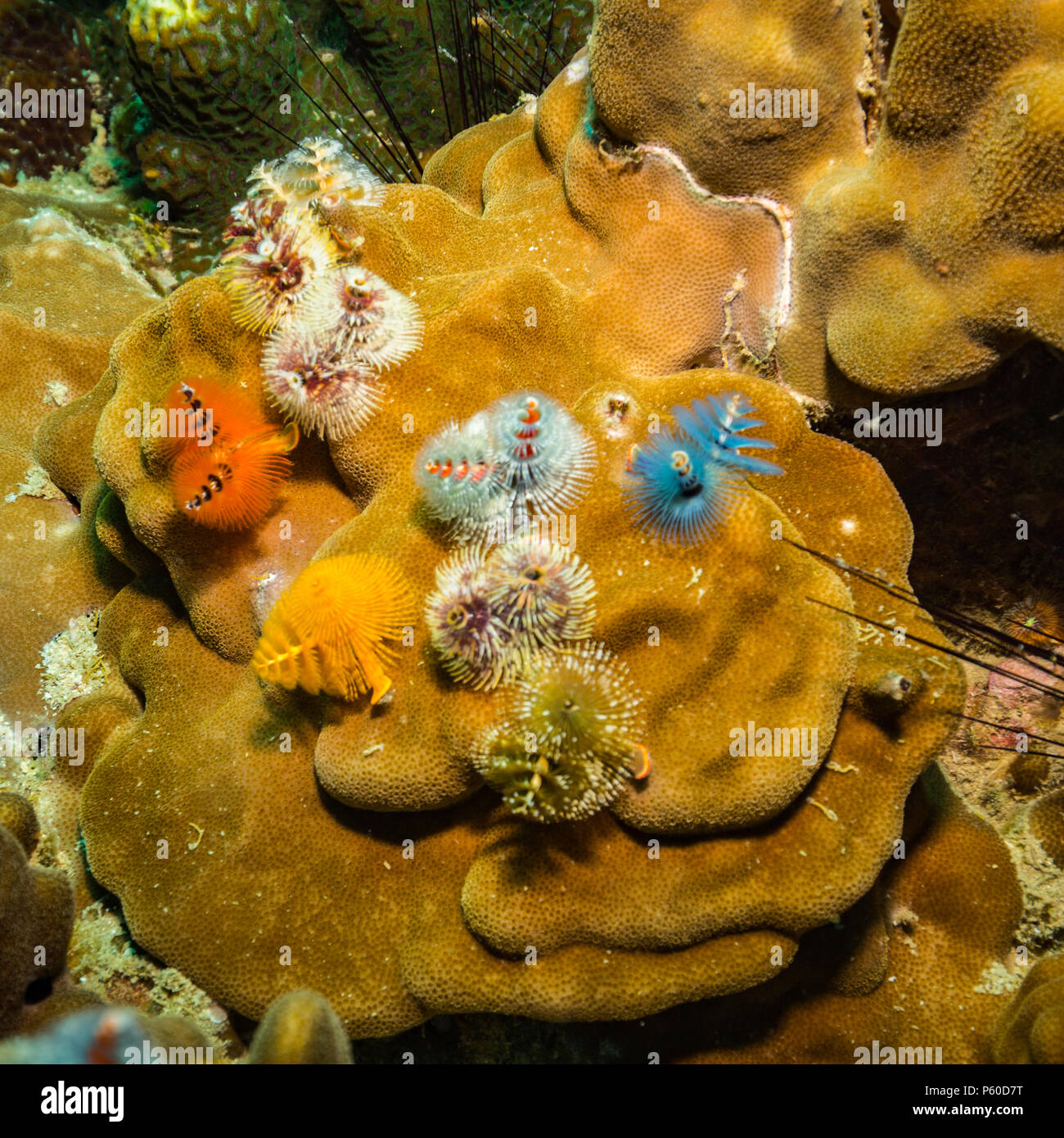 Christmastree worm hi-res stock photography and images - Alamy