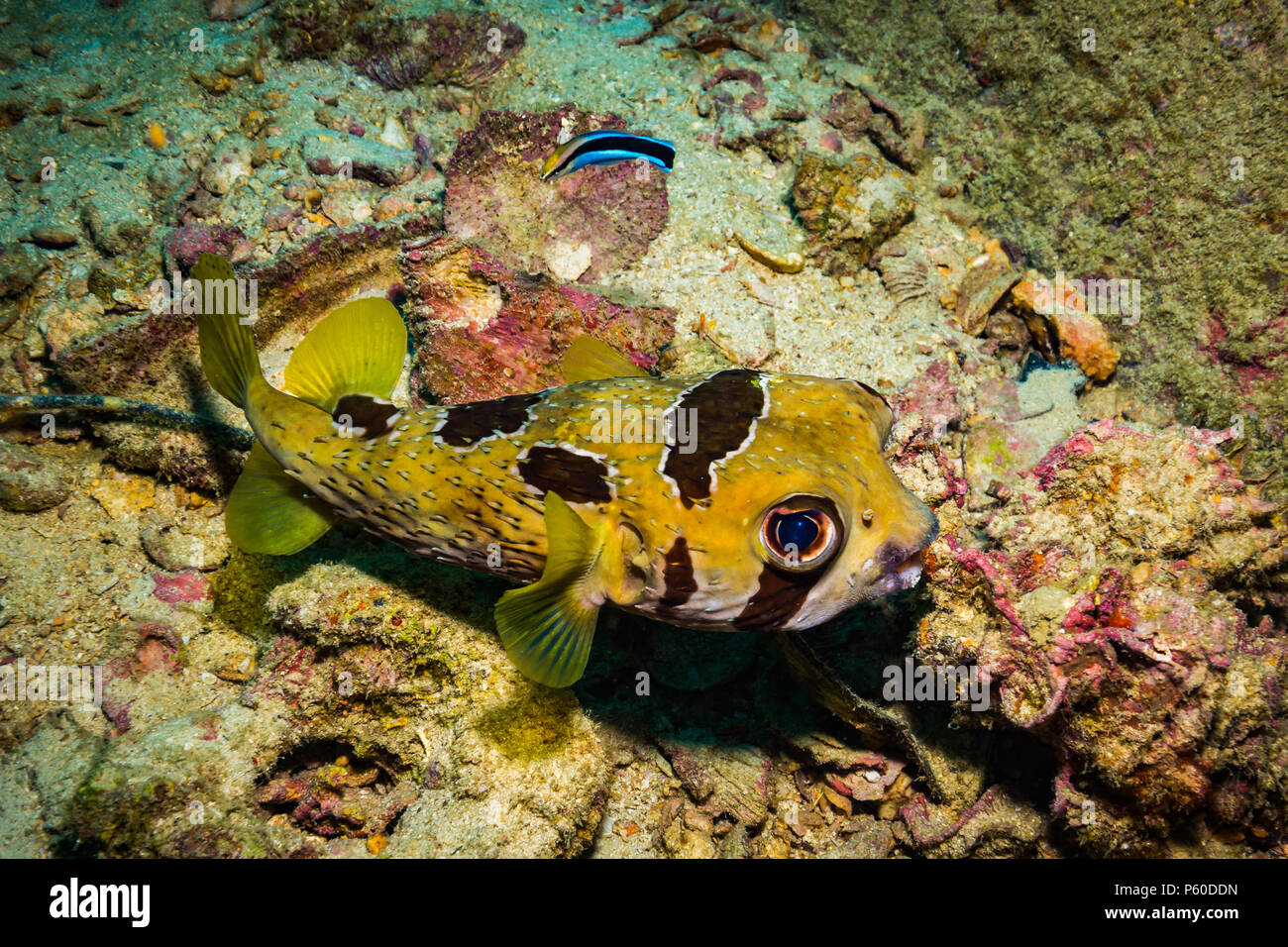 Puffer on the reaf of Koh Tao Stock Photo