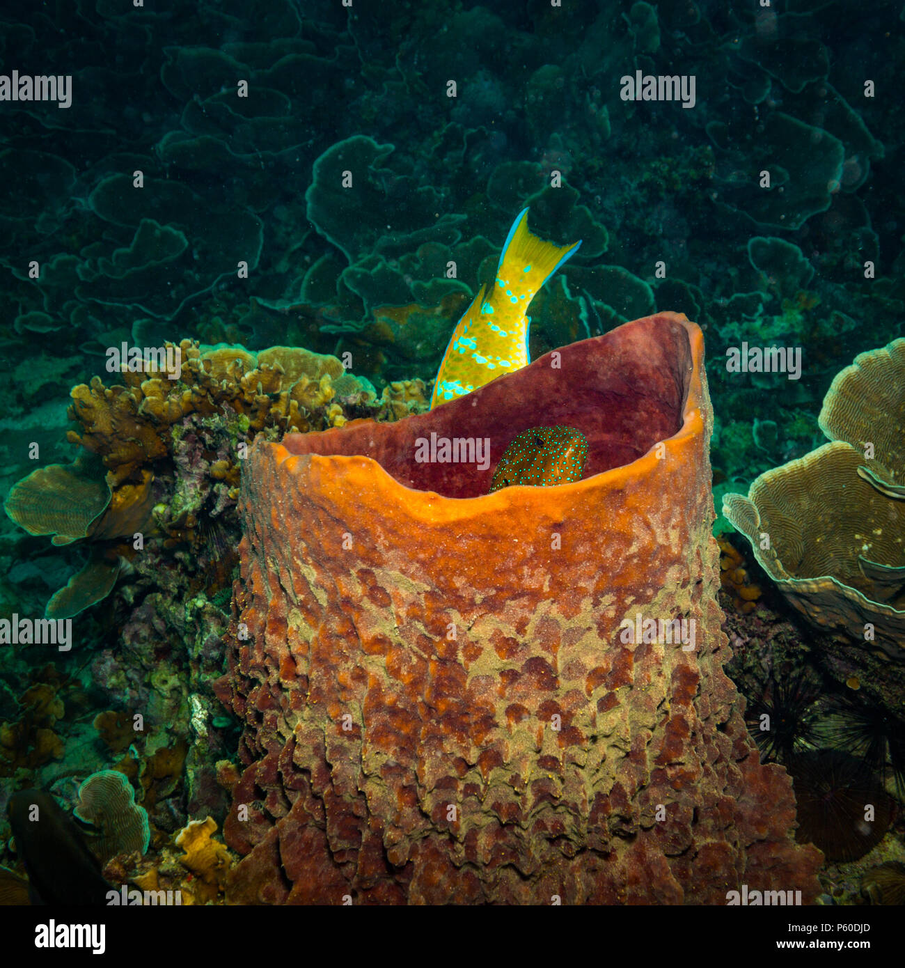 Sponges for sale hi-res stock photography and images - Page 3 - Alamy