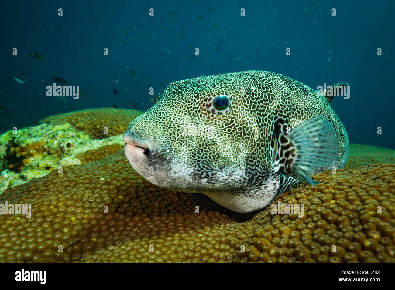 Puffer fish teeth hi-res stock photography and images - Alamy