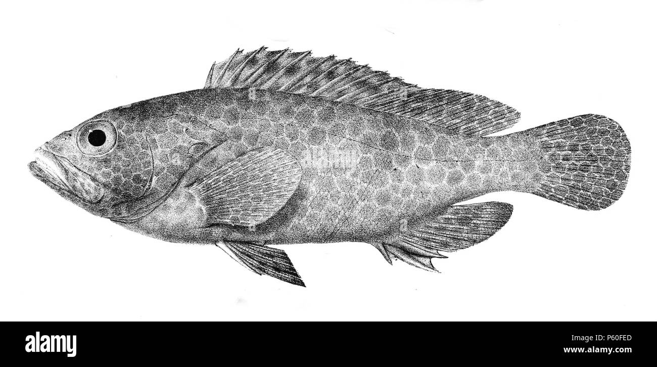N/A. The species names / identity need verification. The original plates showed the fishes facing right and have have been flipped here. Epinephelus hexagonatus . 1878.   George Henry Ford  (1808–1876)    Alternative names G. H. Ford  Description artist  Date of birth/death 20 May 1808 1876  Location of birth/death Cape Colony London  Authority control  : Q17105498 VIAF:317102730 LCCN:n2015185868 WorldCat 520 Epinephelus hexagonatus Ford 2 Stock Photo