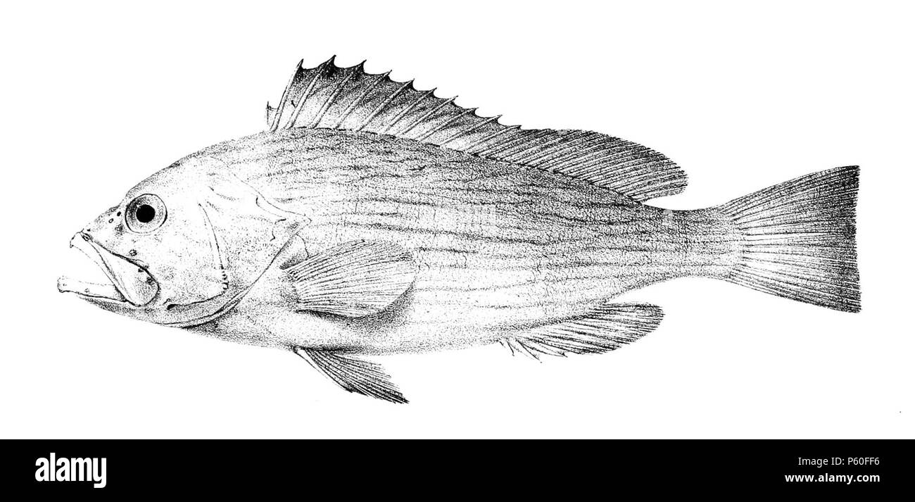 N/A. The species names / identity need verification. The original plates showed the fishes facing right and have have been flipped here. Epinephelus undulosus . 1878.   George Henry Ford  (1808–1876)    Alternative names G. H. Ford  Description artist  Date of birth/death 20 May 1808 1876  Location of birth/death Cape Colony London  Authority control  : Q17105498 VIAF:317102730 LCCN:n2015185868 WorldCat 520 Epinephelus undulosus Ford 2 Stock Photo