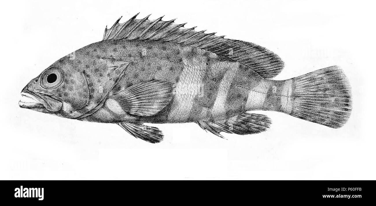 N/A. The species names / identity need verification. The original plates showed the fishes facing right and have have been flipped here. Epinephelus stoliczkae . 1878.   George Henry Ford  (1808–1876)    Alternative names G. H. Ford  Description artist  Date of birth/death 20 May 1808 1876  Location of birth/death Cape Colony London  Authority control  : Q17105498 VIAF:317102730 LCCN:n2015185868 WorldCat 520 Epinephelus stoliczkae Ford 1 Stock Photo