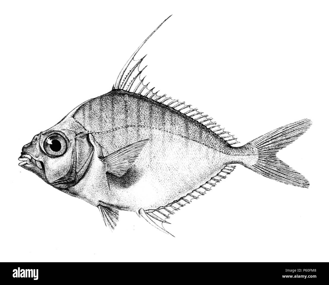 N/A. The species names / identity need verification. The original plates showed the fishes facing right and have been flipped here. Equula fasciata . 1878.   George Henry Ford  (1808–1876)    Alternative names G. H. Ford  Description artist  Date of birth/death 20 May 1808 1876  Location of birth/death Cape Colony London  Authority control  : Q17105498 VIAF:317102730 LCCN:n2015185868 WorldCat 520 Equula fasciata Ford 51C Stock Photo