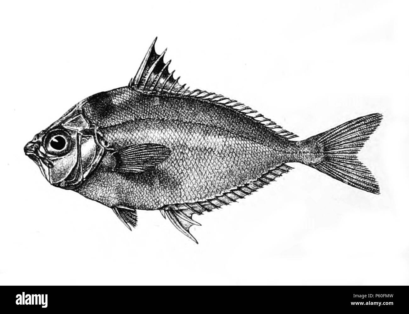 N/A. The species names / identity need verification. The original plates showed the fishes facing right and have been flipped here. Equus blochii . 1878.   George Henry Ford  (1808–1876)    Alternative names G. H. Ford  Description artist  Date of birth/death 20 May 1808 1876  Location of birth/death Cape Colony London  Authority control  : Q17105498 VIAF:317102730 LCCN:n2015185868 WorldCat 520 Equus blochii Ford 52 Stock Photo