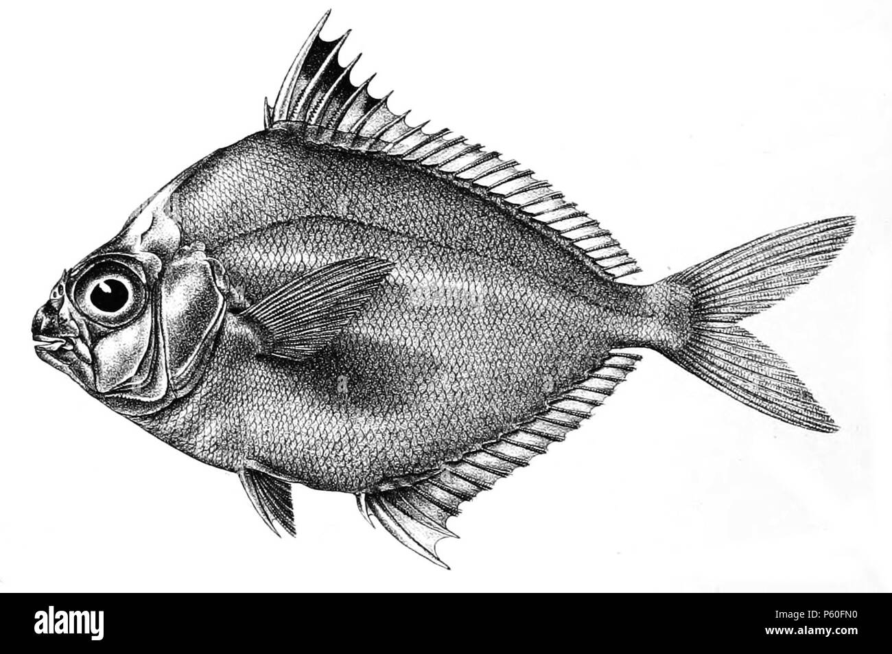 N/A. The species names / identity need verification. The original plates showed the fishes facing right and have been flipped here. Equula splendeus . 1878.   George Henry Ford  (1808–1876)    Alternative names G. H. Ford  Description artist  Date of birth/death 20 May 1808 1876  Location of birth/death Cape Colony London  Authority control  : Q17105498 VIAF:317102730 LCCN:n2015185868 WorldCat 520 Equula splendeus Ford 52 Stock Photo