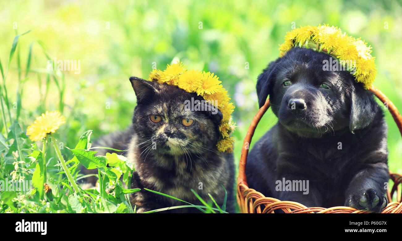 Portrait of a little kitten and puppy of Labrador retriever outdoors. Animals sits on the grass in spring. Cat and dog wearing dandelions wreath. Stock Photo
