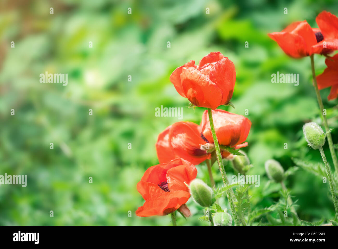 Red poppies growing in the field in the summer Stock Photo