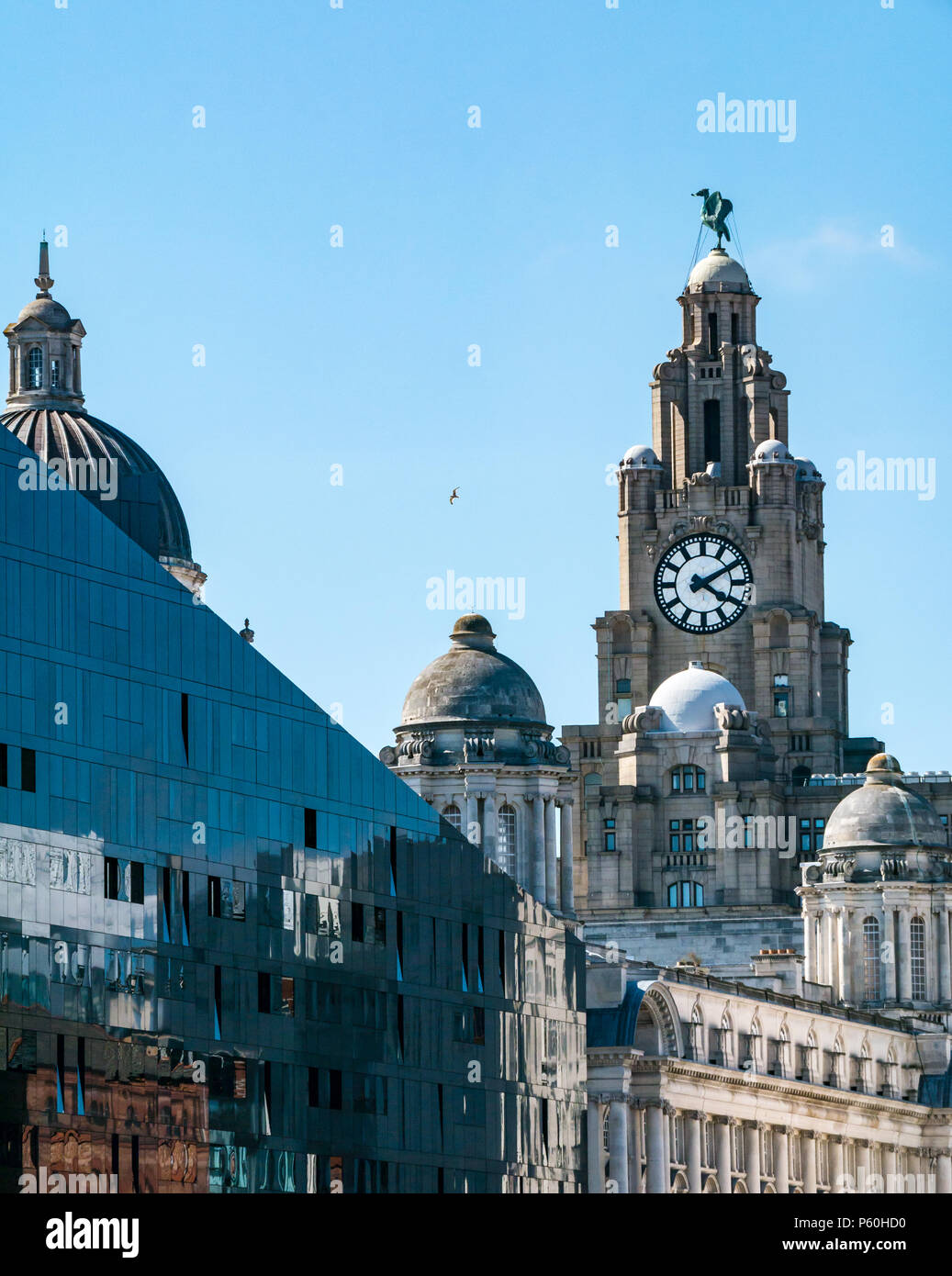 View of tower of Royal Liver building with UK largest clock and Liver bird, Pier Head, Liverpool, England, UK with modern glass building reflections Stock Photo