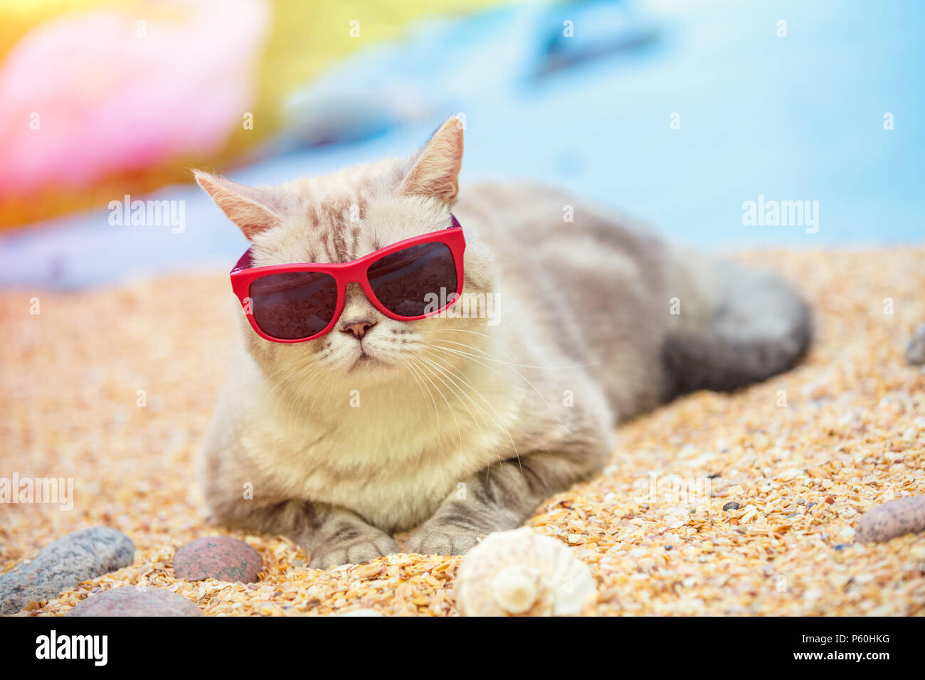 Portrait of cat wearing sunglasses lying on the beach Stock Photo - Alamy