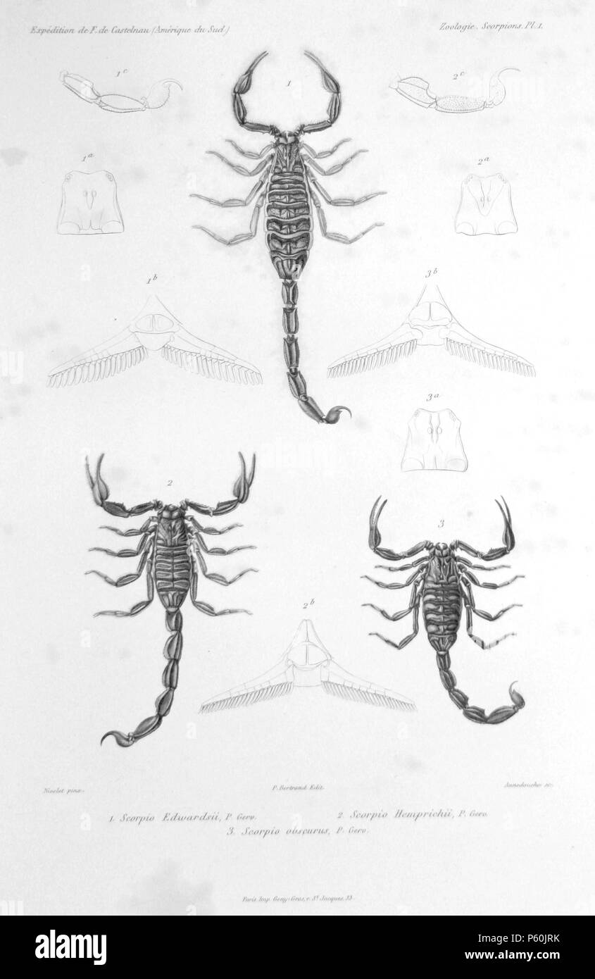 N/A.  (top): Scorpio Edwardsii P. Gerv. = Centruroides margaritatus (Gervais, 1841) (1a: head from above, 1b: pectines, 1c: end of tail) (left): Scorpio Hemprichii P. Gerv. = Rhopalurus junceus (Herbst, 1800) (2a: head from above, 2b: pectines, 2c: end of tail) (right): Scorpio obscurus P. Gerv. = Tityus obscurus (Gervais, 1843) (3a: head from above, 3b: pectines) .   Francis de Laporte de Castelnau  (–1880)      Alternative names François Louis Nompar de Caumont LaPorte, comte de Castelnau; François Laporte; Francis de Castelnau.  Description French naturalist, explorer and entomologist  Date Stock Photo