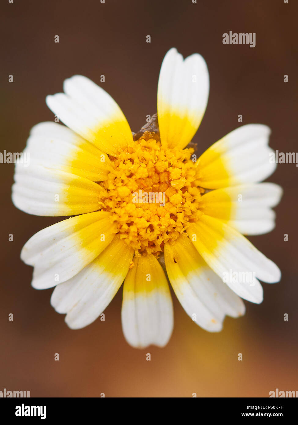 Garland chrysanthemum (Glebionis coronaria) crowndaisy flower with two lost petals in Ses Salines Natural Park (Formentera, Balearic Islands, Spain) Stock Photo