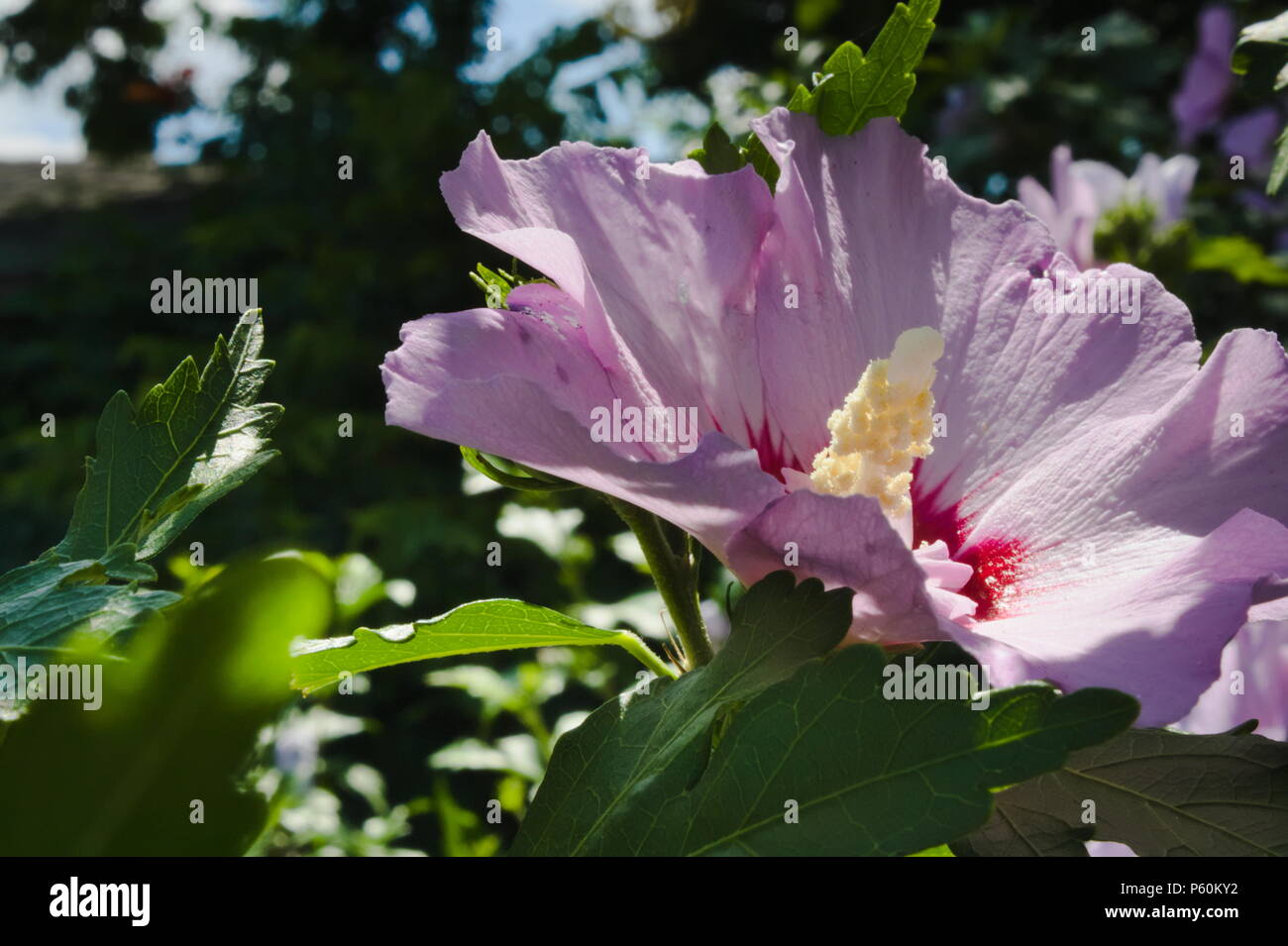 Page 2 Lilac Hibiscus High Resolution Stock Photography And Images Alamy Page 2 Lilac Hibiscus High Resolution Stock Photography And Images Alamy