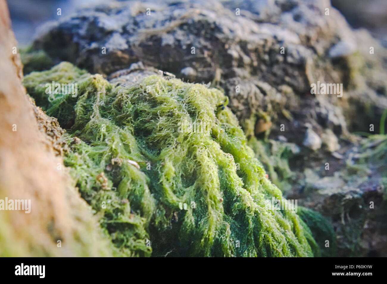 Upclose and personal with moss on the lakeshore in Lewisville, TX