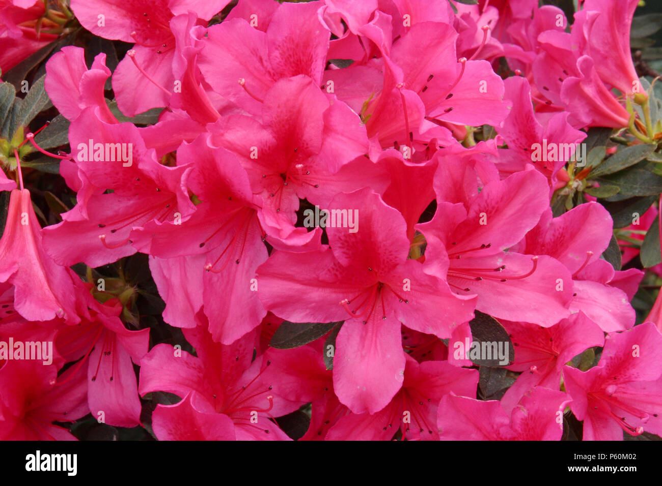 Close up of a cluster of hot pink rhododendron flowers in full bloom in the  spring Stock Photo - Alamy, image size:1300x956
