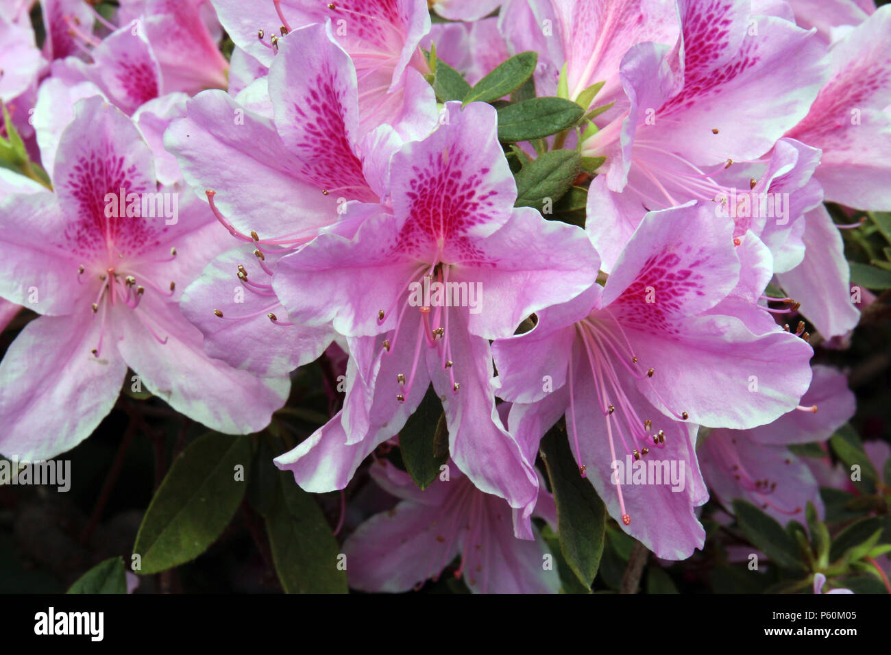 Close up of light pink rhododendron flowers in full bloom in the spring ...