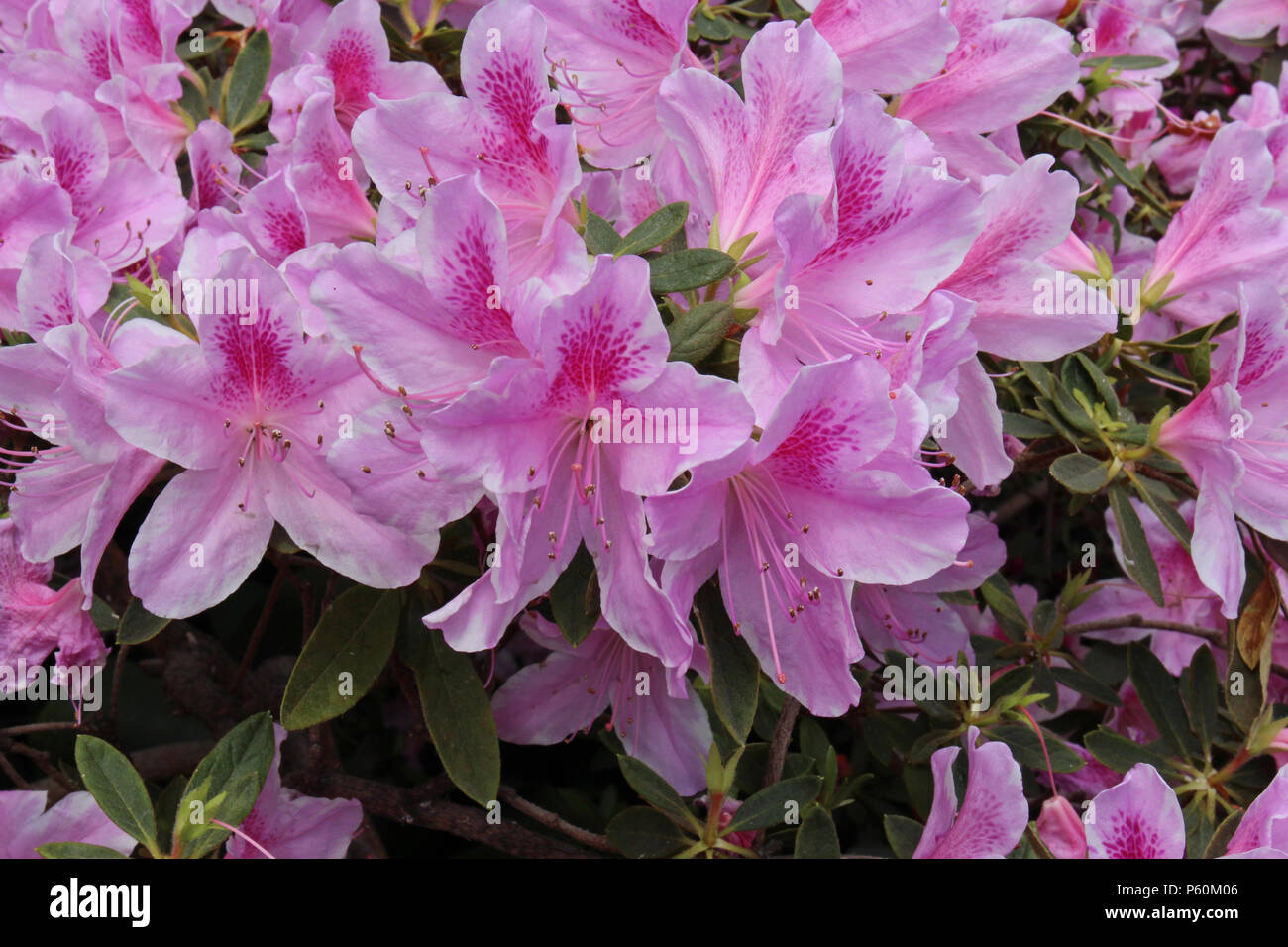 Light pink rhododendron flowers in hi-res stock photography and images ...