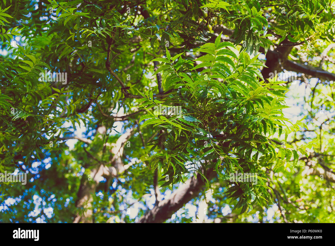 tropical looking tree with lushy green leaves and big branches shot