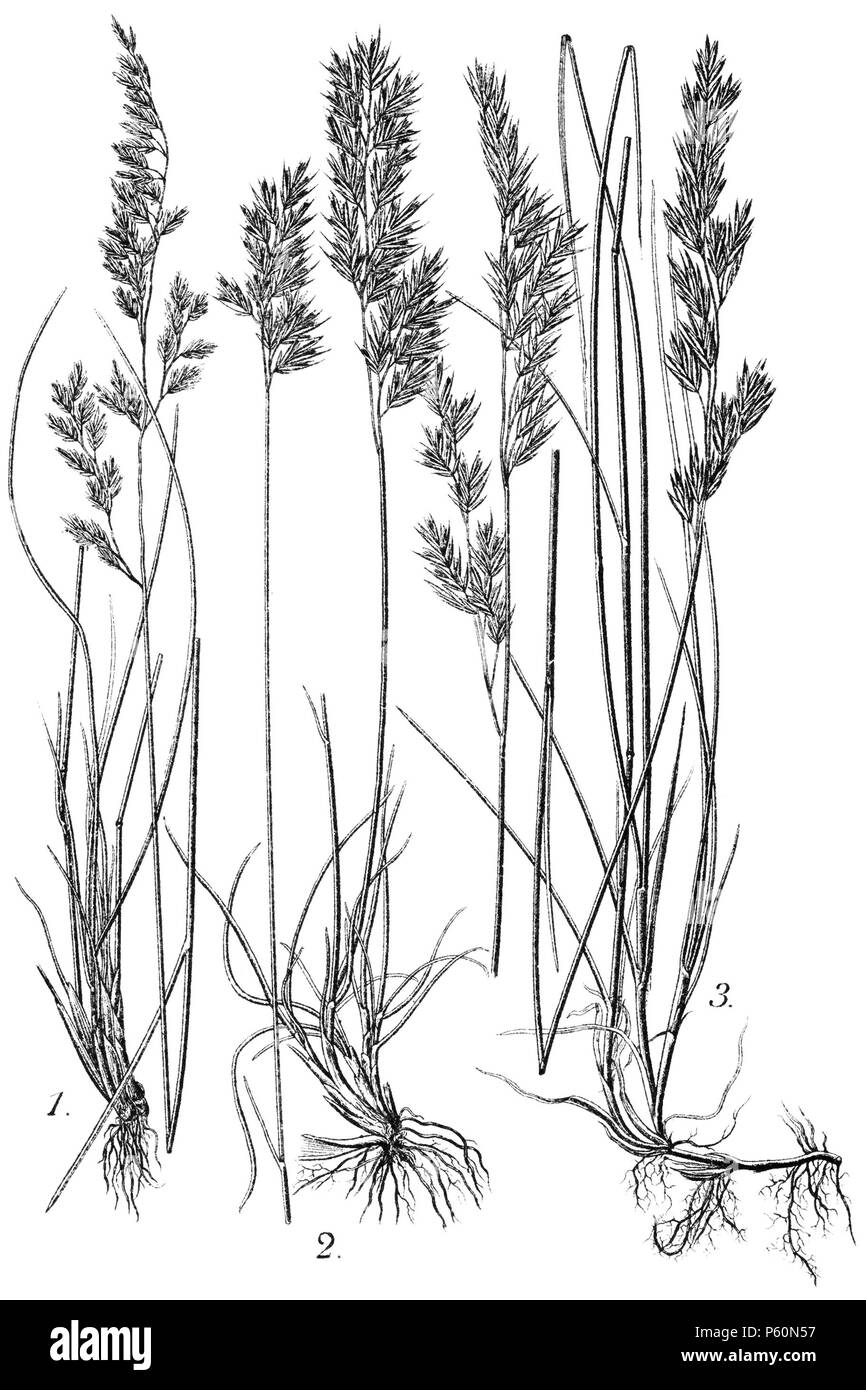 554 Festuca amethystina, heterophylla &amp; rubra (Sturm 43) Stock Photo