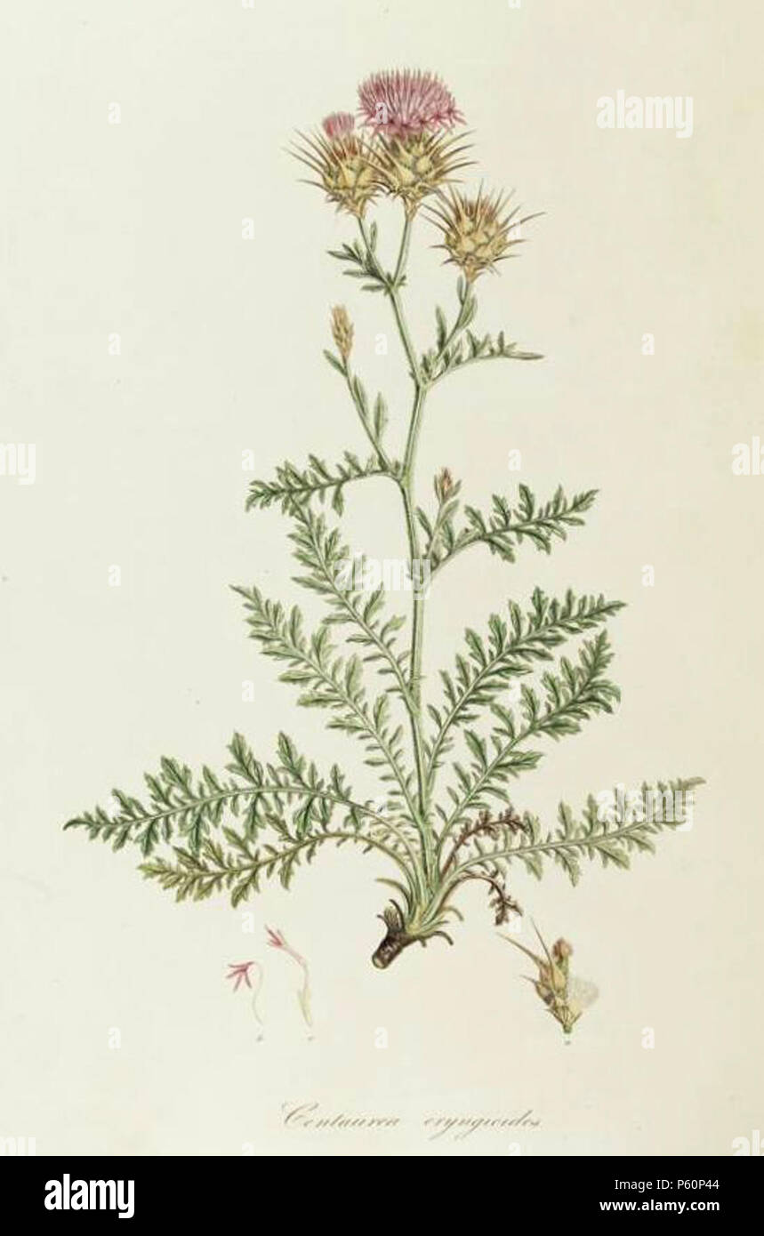 N/A. Español: Centaurea achaia Boiss. & Heldr. (como Centaurea eryngioides Sm.) en Flora Graeca, vol. 10: p. 9, lam.. 913, 1840 . 1840. Sibthrop J. & .Smith J.E. 261 C.achaia Stock Photo