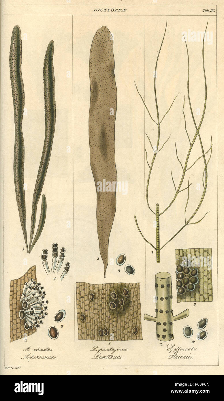 N/A. Dictyoteae, Tab IX, engraved by William Miller after R K Greville from 'Algae Britannicae, or Descriptions of the Marine and other Inarticulated Plants of the British Isles belonging to the order Algae; with Plates illustrative of the Genera by Robert Kaye Greville' (Edinburgh: Machlachlen and Stewart, Edinburgh; and Baldwin and Cradock, London 1830) Asperococcus echinatus = Asperococcus fistulosus (Chordariaceae) Punctaria plantaginea Striaria attenuata . 1830.   William Miller  (1796–1882)     Alternative names William Frederick I Miller; William Frederick, I Miller  Description Scottis Stock Photo