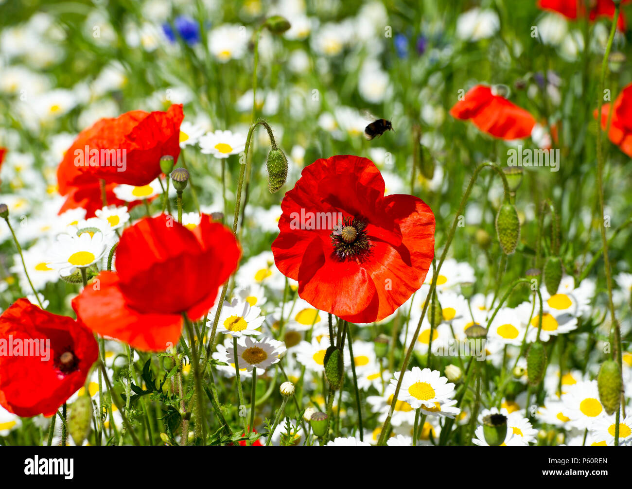 Common poppies / red poppy (Papaver rhoeas) and wild flowers  in Holyrood park, Edinburgh. Stock Photo