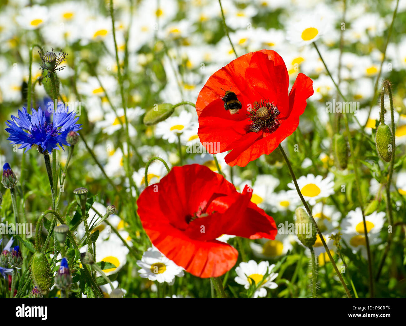 Common poppies / red poppy (Papaver rhoeas) and wild flowers  in Holyrood park, Edinburgh. Stock Photo