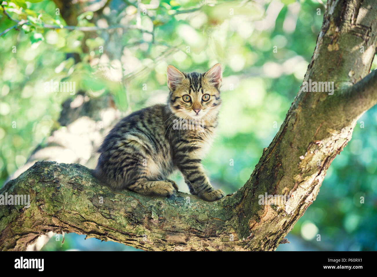 Cute little kitten sitting in a branch of a tree in a garden Stock ...