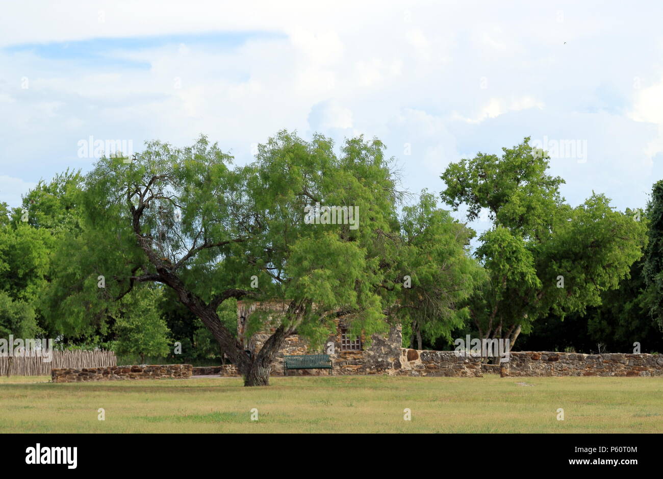 Trees with the ruins on background in San Antonio Missions National
