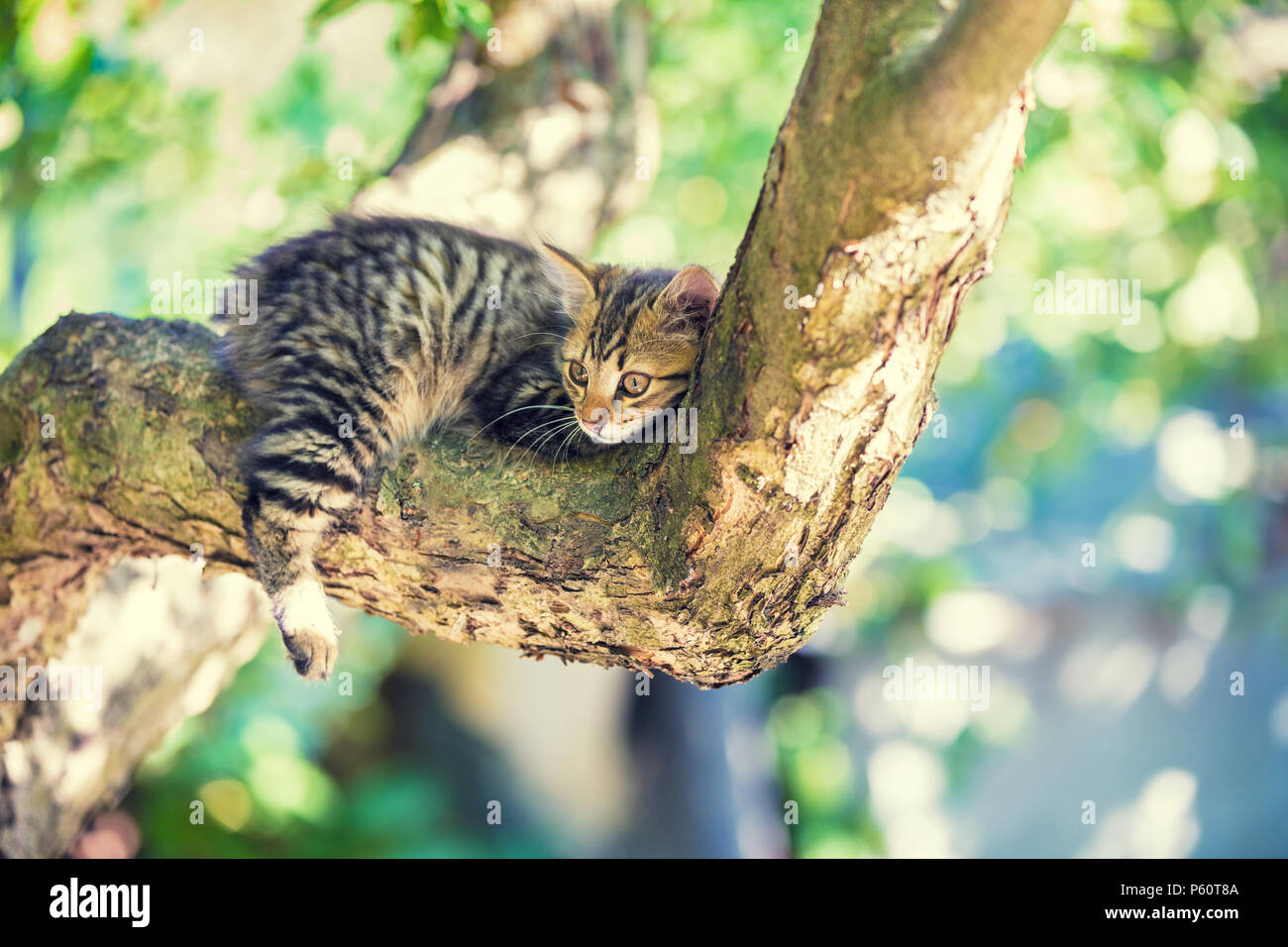 The cute little kitten lies on a tree branch in the garden Stock Photo ...