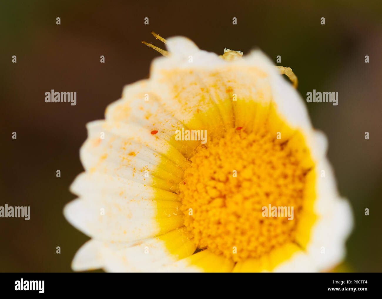 Pink crab spider (Thomisus onustus) mimicking on a daisy flower (Glebionis coronaria) (Ses Salines Natural Park, Formentera, Balearic Islands, Spain) Stock Photo