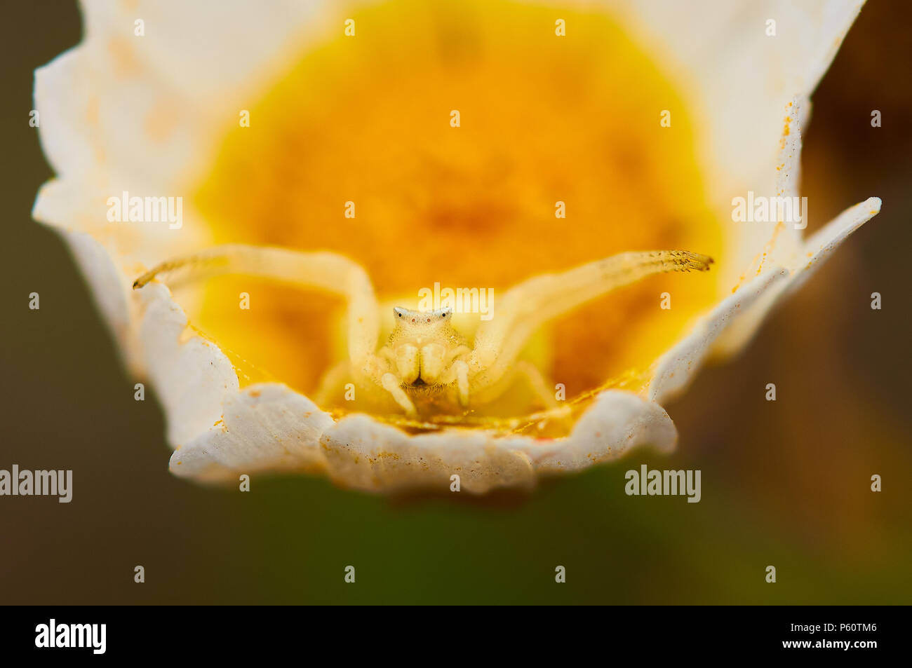 Pink crab spider (Thomisus onustus) mimicking on a daisy flower (Glebionis coronaria) (Ses Salines Natural Park, Formentera, Balearic Islands, Spain) Stock Photo