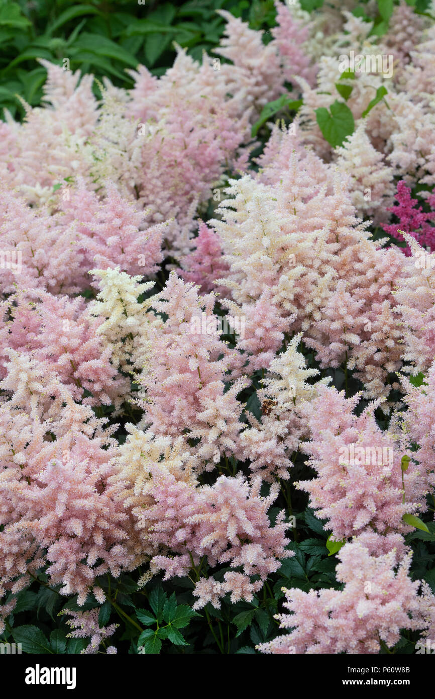 Astilbe ‘Europa’. False Spirea ‘Europa’ flowers Stock Photo
