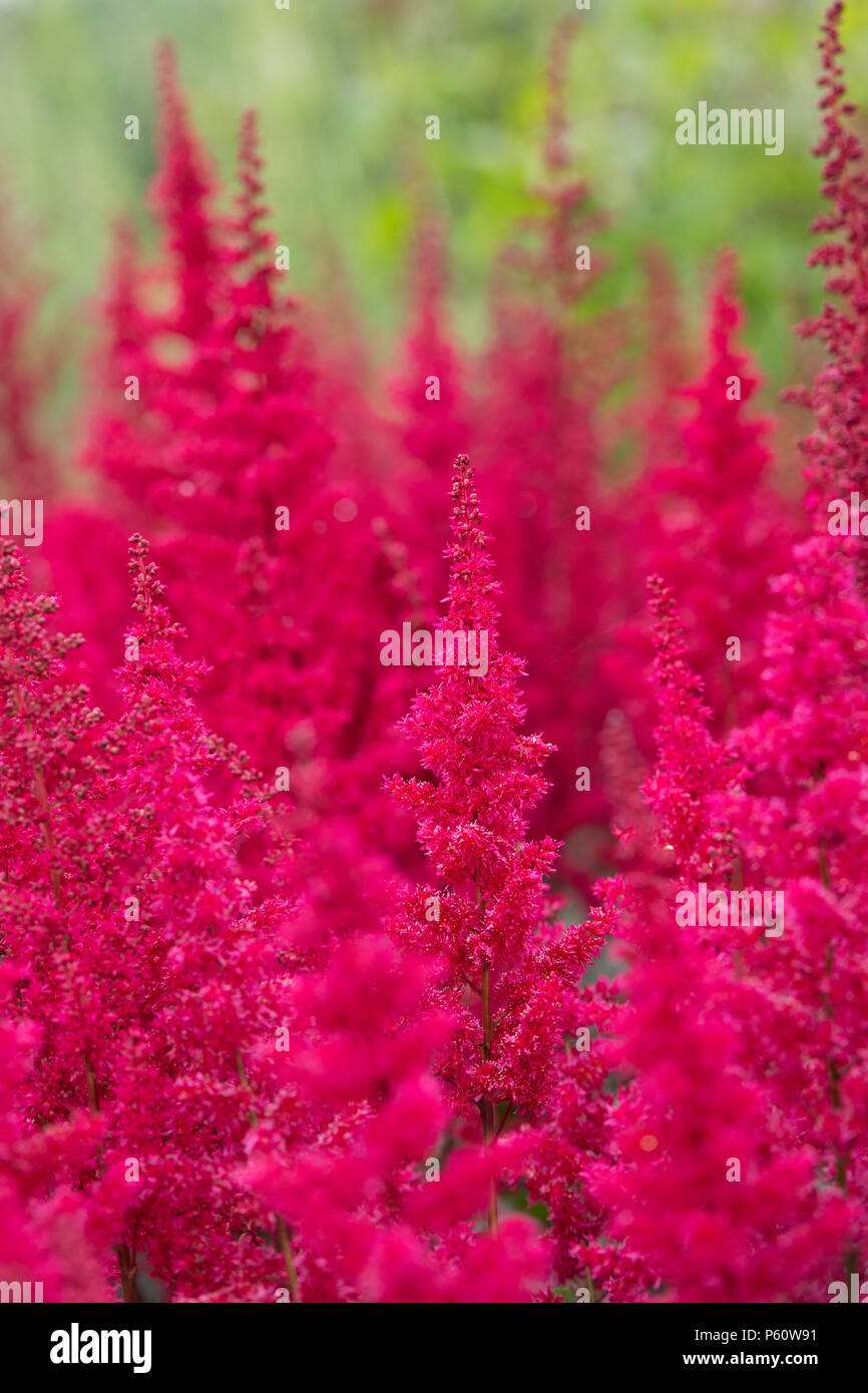 Astilbe ‘Fanal’. Arendsii hybrid. False Spirea ‘Fanal’ flowers Stock Photo