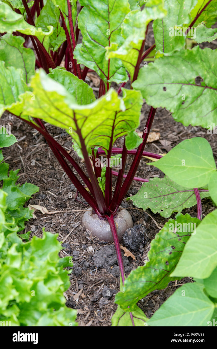 Beetroot Subeto in a vegetable patch. England Stock Photo
