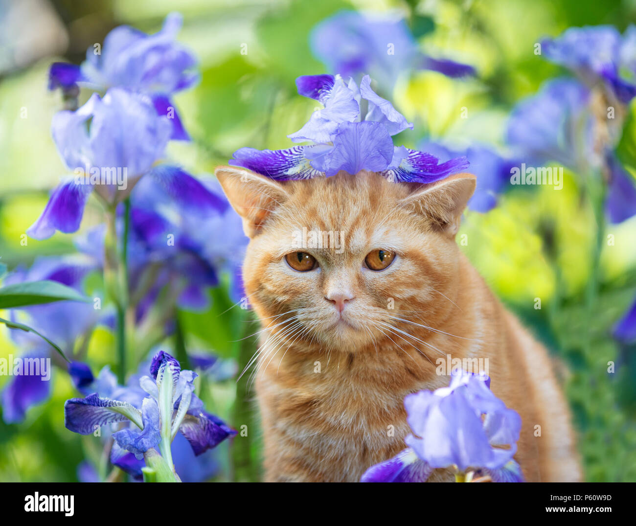 Garden ginger hires stock photography and images Alamy