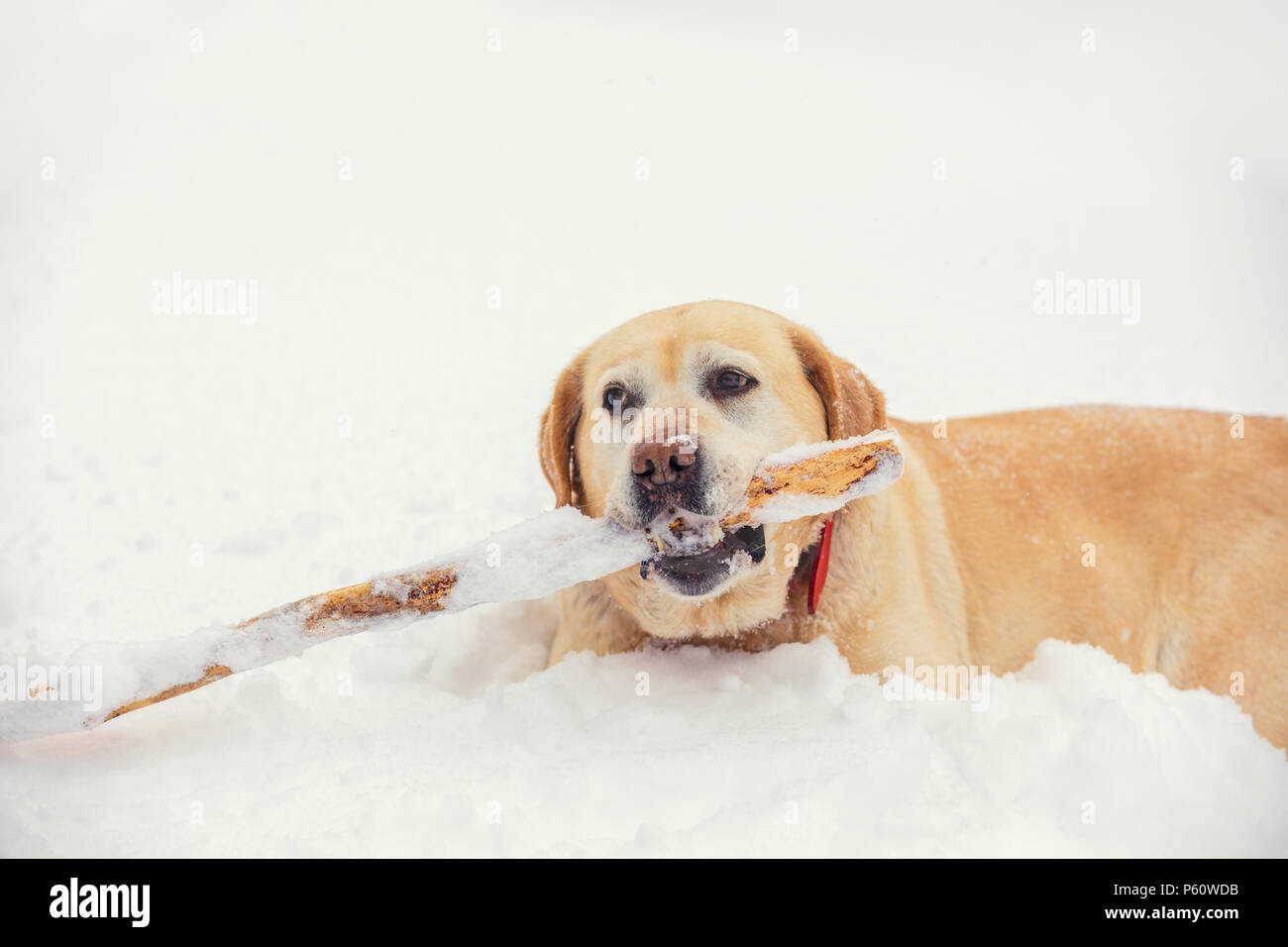 Labrador retriever dog executes the command "aport". The dog walks