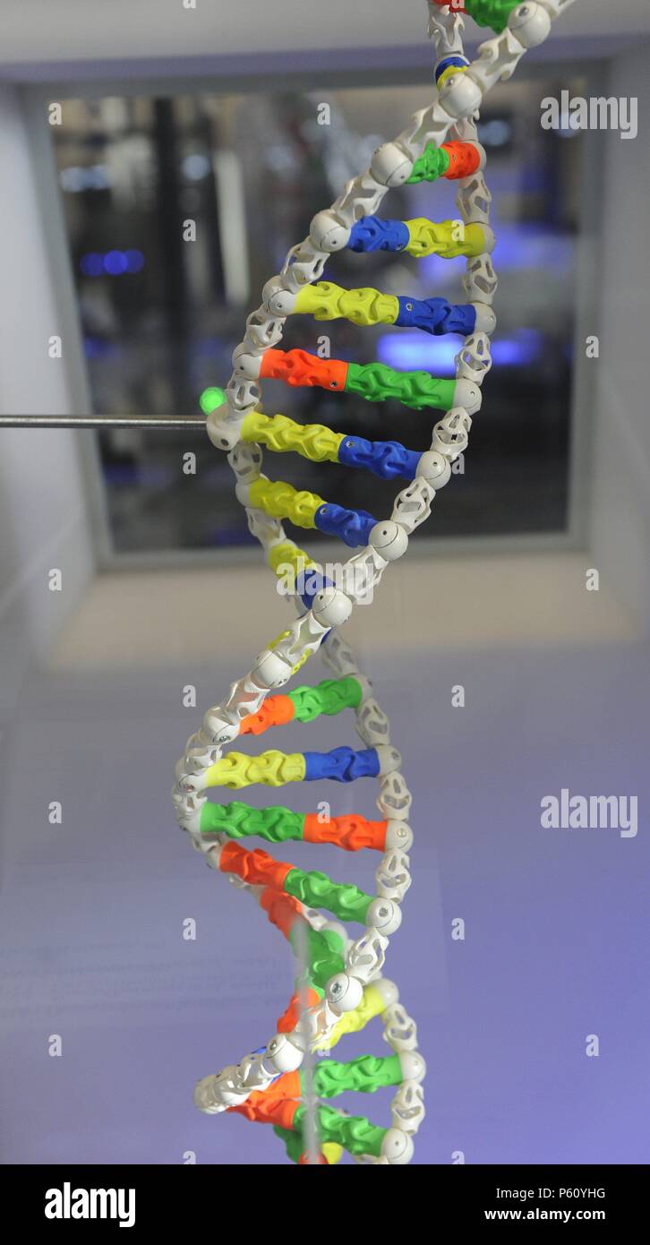 Dna Model With Pipe Cleaners
