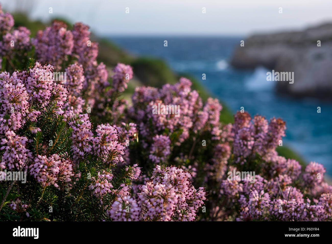 Blossom Mediterranean pink heather (Erica) coastline. Malta flora. Island of Gozo, winter. Close up, shallow depth of field. Stock Photo