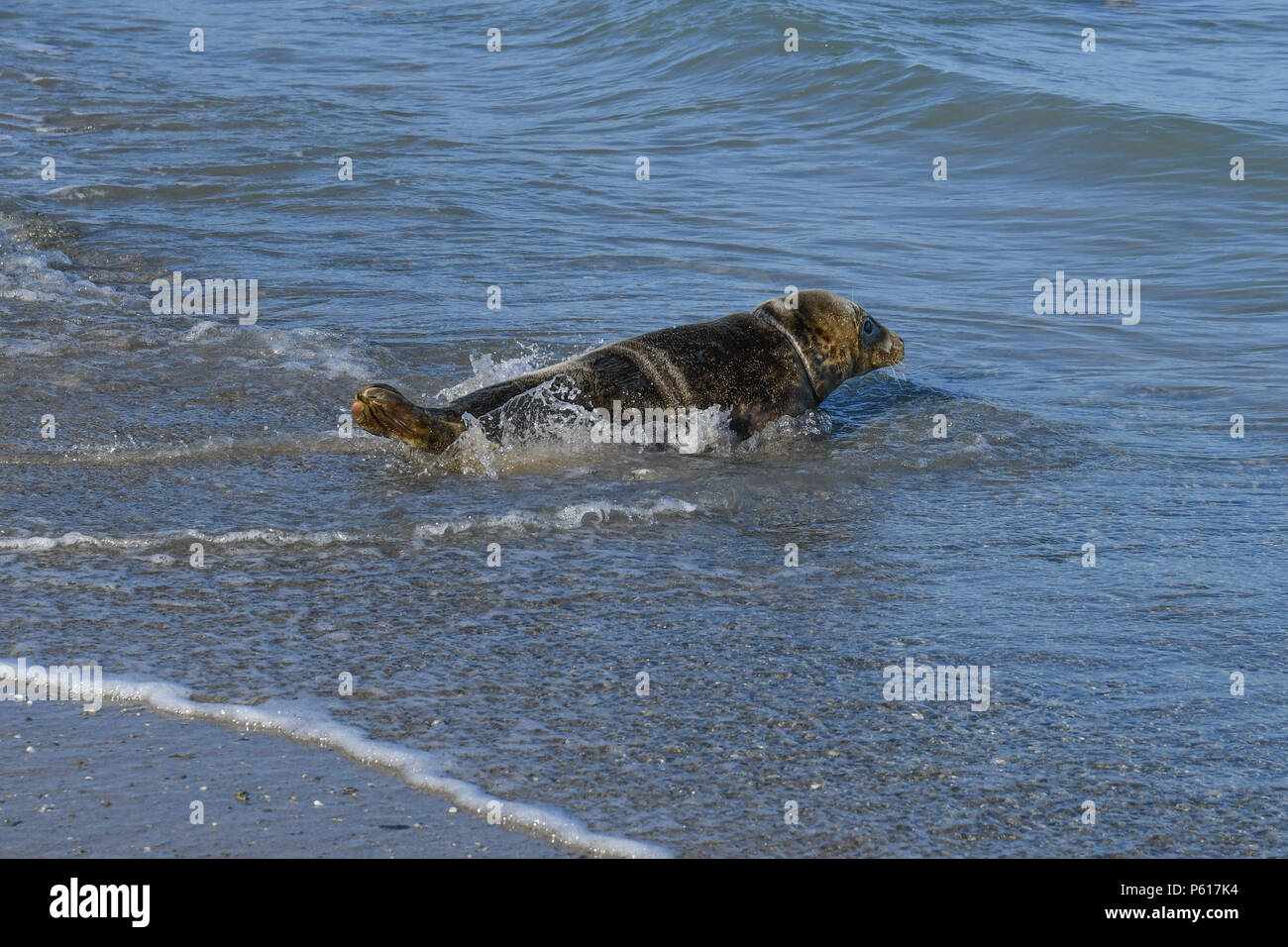 Porthtowan, Cornwall, UK. 28th June 2018. Megan Gunnell  from the Cornish seal sanctuary carrying out the final release of the season, or rescue seal Harry. Harry was rescued on the day of the Royal Wedding, hence the name,  with nylon netting wrapped round his head and body - you can still see the scars. Megan is a recent graduate in animal behaviour. Credit: cwallpix/Alamy Live News Stock Photo