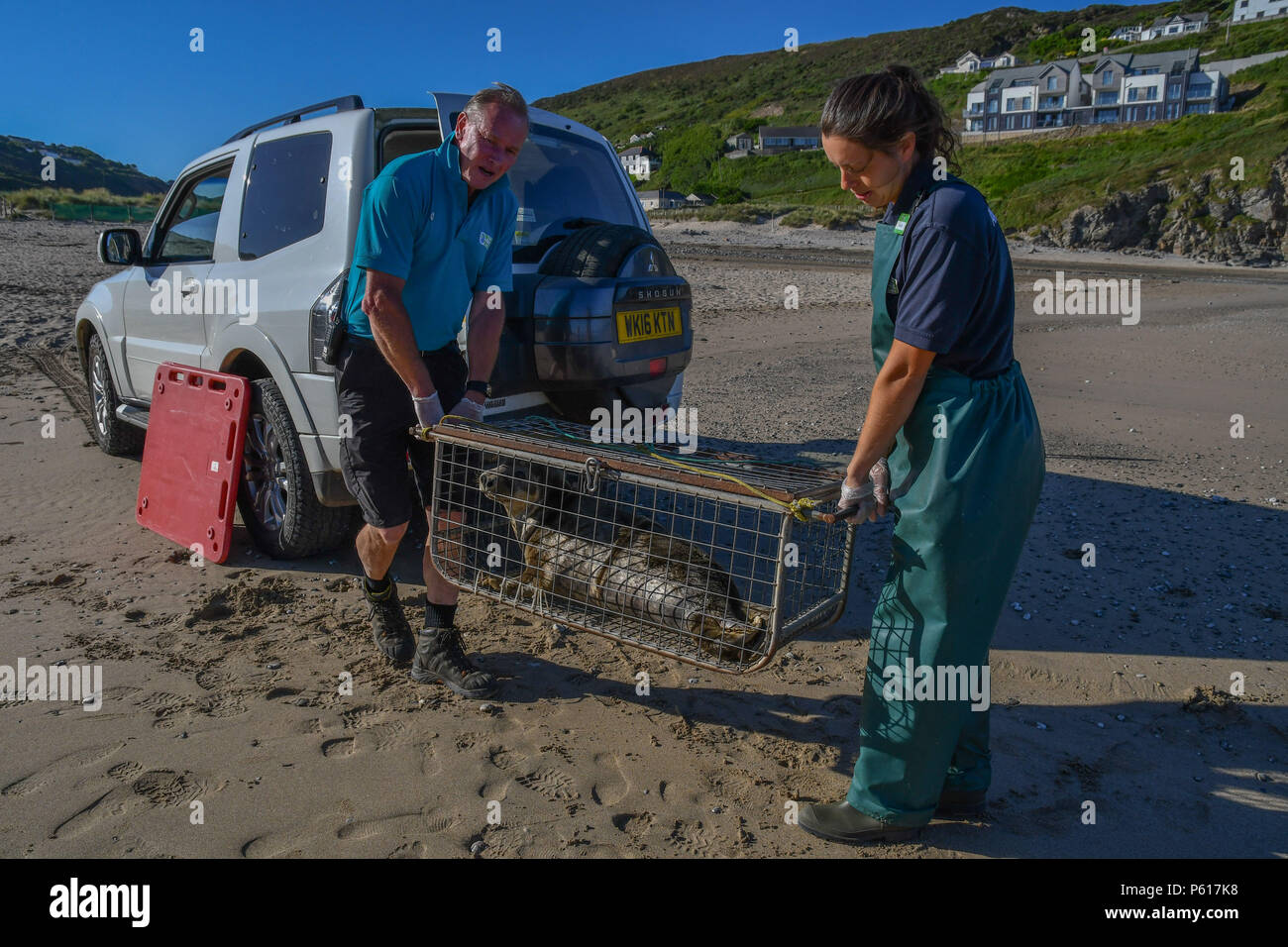 Porthtowan, Cornwall, UK. 28th June 2018. Megan Gunnell  from the Cornish seal sanctuary carrying out the final release of the season, or rescue seal Harry. Harry was rescued on the day of the Royal Wedding, hence the name,  with nylon netting wrapped round his head and body - you can still see the scars. Megan is a recent graduate in animal behaviour. Credit: cwallpix/Alamy Live News Stock Photo