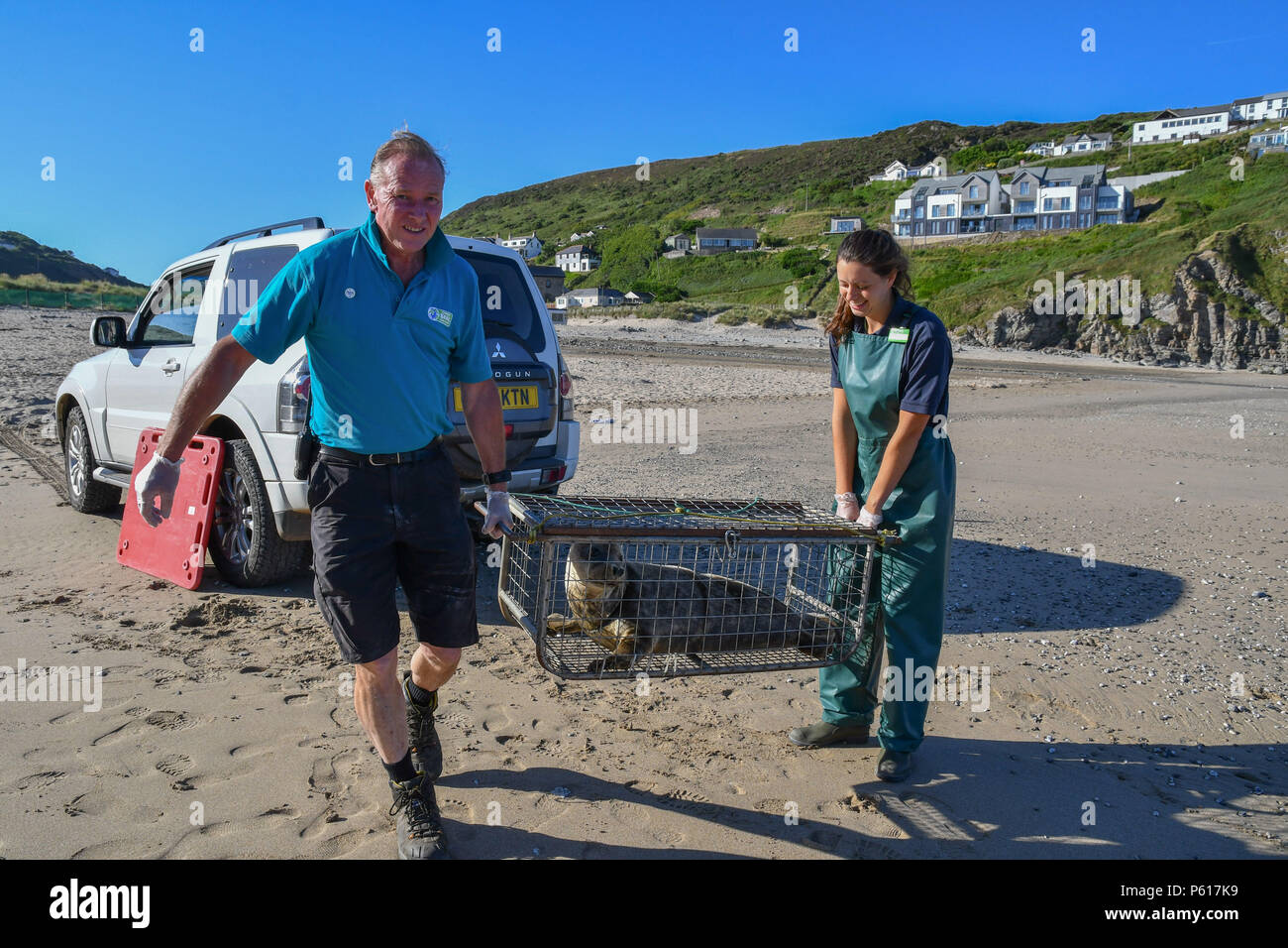 Porthtowan, Cornwall, UK. 28th June 2018. Megan Gunnell  from the Cornish seal sanctuary carrying out the final release of the season, or rescue seal Harry. Harry was rescued on the day of the Royal Wedding, hence the name,  with nylon netting wrapped round his head and body - you can still see the scars. Megan is a recent graduate in animal behaviour. Credit: cwallpix/Alamy Live News Stock Photo