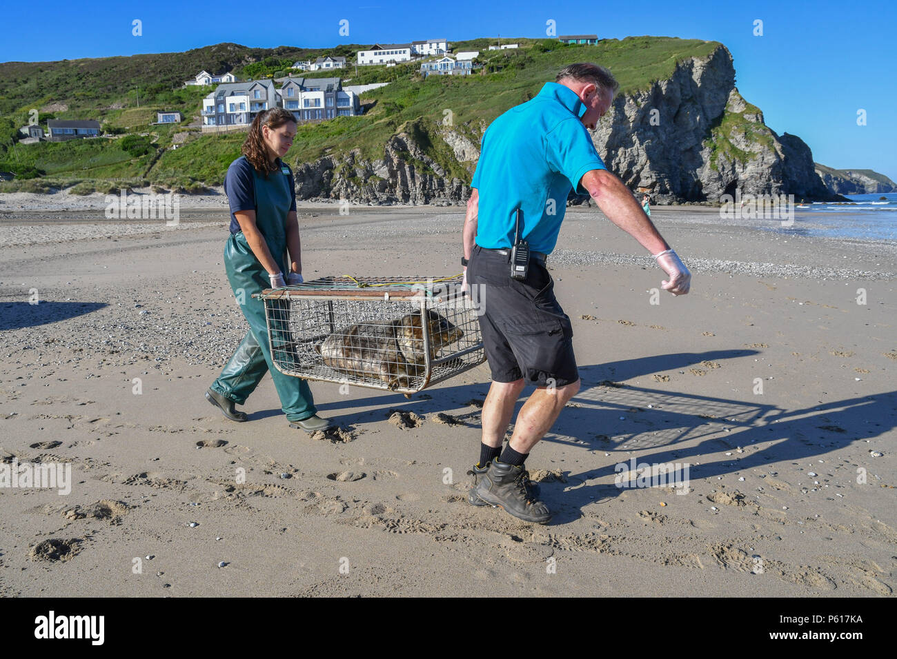 Porthtowan, Cornwall, UK. 28th June 2018. Megan Gunnell  from the Cornish seal sanctuary carrying out the final release of the season, or rescue seal Harry. Harry was rescued on the day of the Royal Wedding, hence the name,  with nylon netting wrapped round his head and body - you can still see the scars. Megan is a recent graduate in animal behaviour. Credit: cwallpix/Alamy Live News Stock Photo